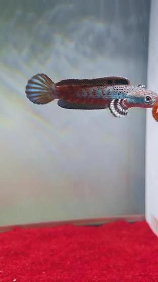 紅雷龍魚圖片欣賞