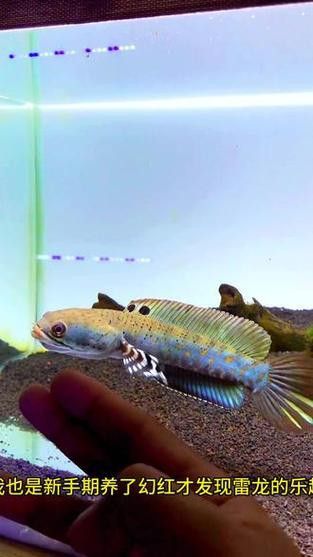 紅雷龍魚圖片欣賞