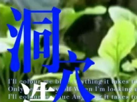 紅雷龍魚圖片欣賞