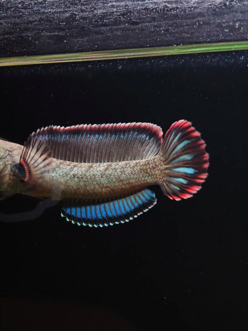 紅雷龍魚圖片欣賞