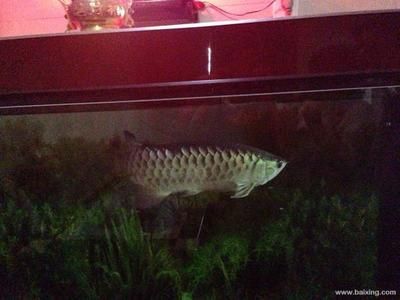 杭州哪可以買金龍魚（杭州金龍魚專賣店）