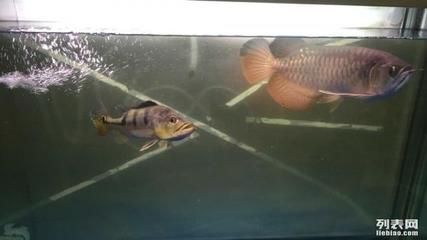 杭州哪可以買金龍魚（杭州金龍魚專賣店）