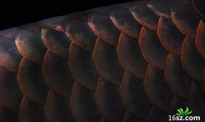 龍魚腹部鱗片立鱗：龍魚腹部鱗片立鱗可能由多種因素引起龍魚的立鱗現象