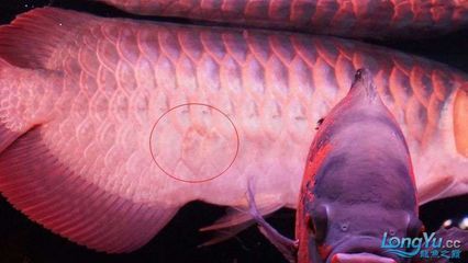 龍魚腹部鱗片立鱗：龍魚腹部鱗片立鱗可能由多種因素引起龍魚的立鱗現象