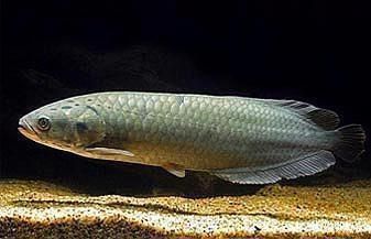 紅翼麒麟龍魚好養嗎怎么養的：紅翼麒麟龍魚好養嗎怎么養的紅翼麒麟龍魚好養嗎