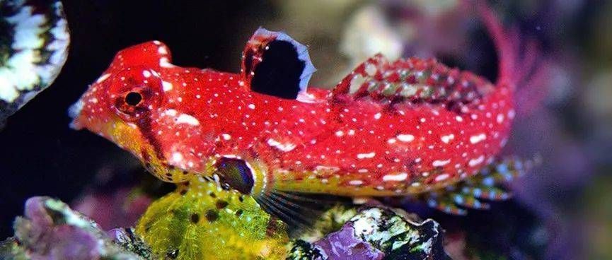 紅翼麒麟龍魚好養嗎怎么養的：紅翼麒麟龍魚好養嗎怎么養的紅翼麒麟龍魚好養嗎