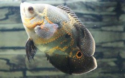 龍魚局部立鱗怎么回事：龍魚局部立鱗可能由多種因素引起，以下幾種常見原因及其詳細解釋