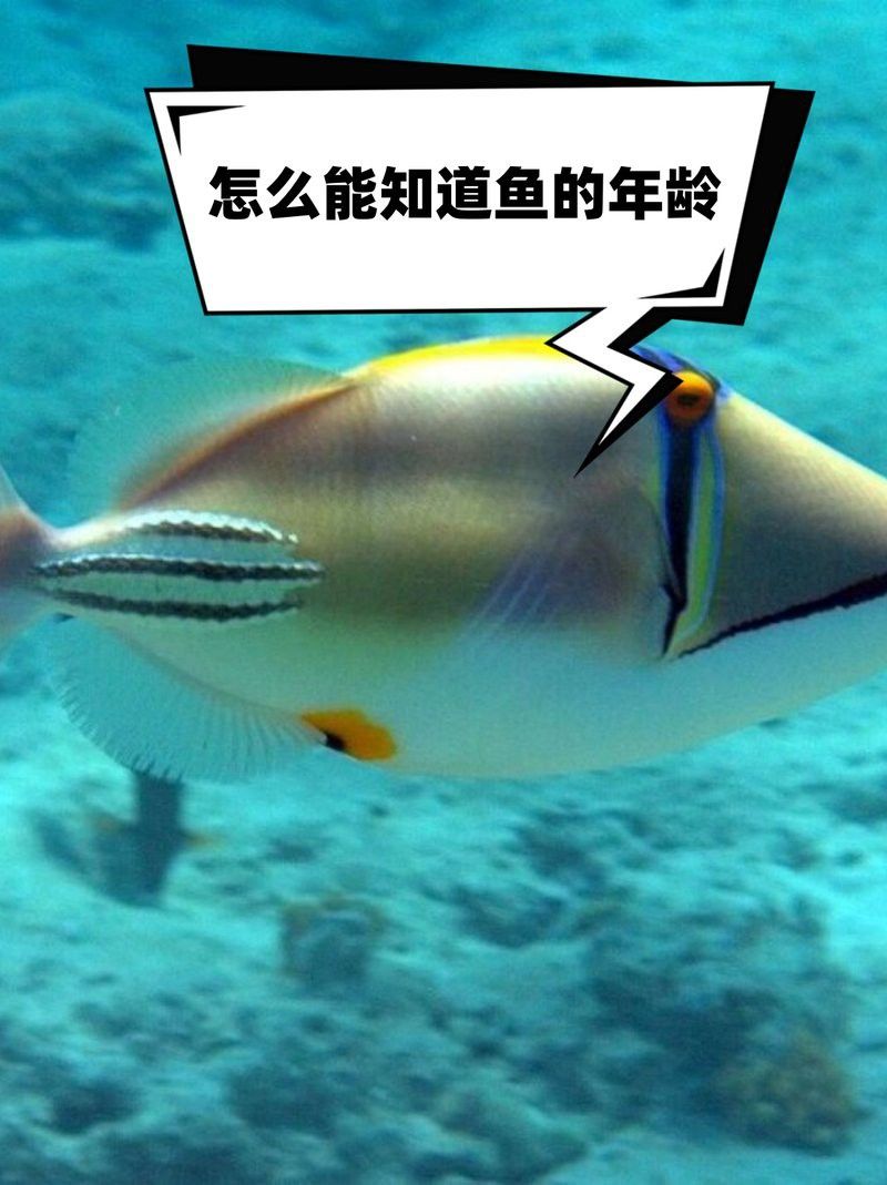 如何判斷金頭金龍魚的年齡？