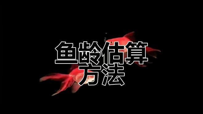 如何判斷金頭金龍魚的年齡？