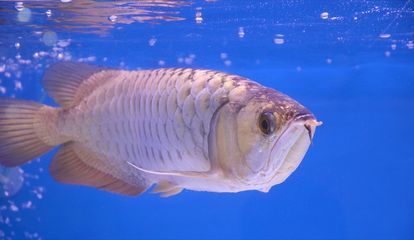 龍魚弓背的治療方法（如何治療龍魚弓背）