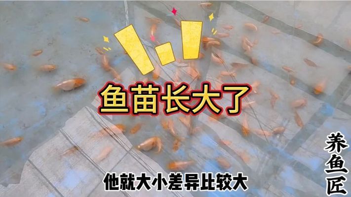 金龍魚怎么養及喂養技巧（金龍魚怎么養及喂養技巧圖片視頻）