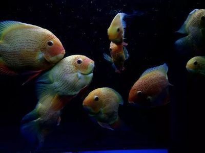 龍魚的產地是哪里的：亞洲龍魚與亞洲龍魚區別