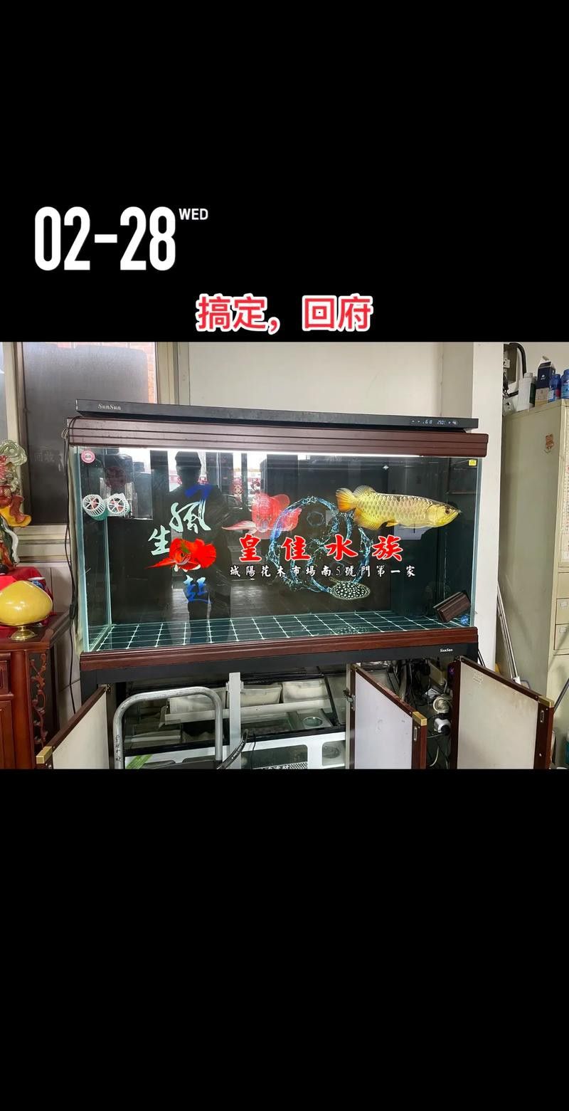 養龍魚一個月費用多少