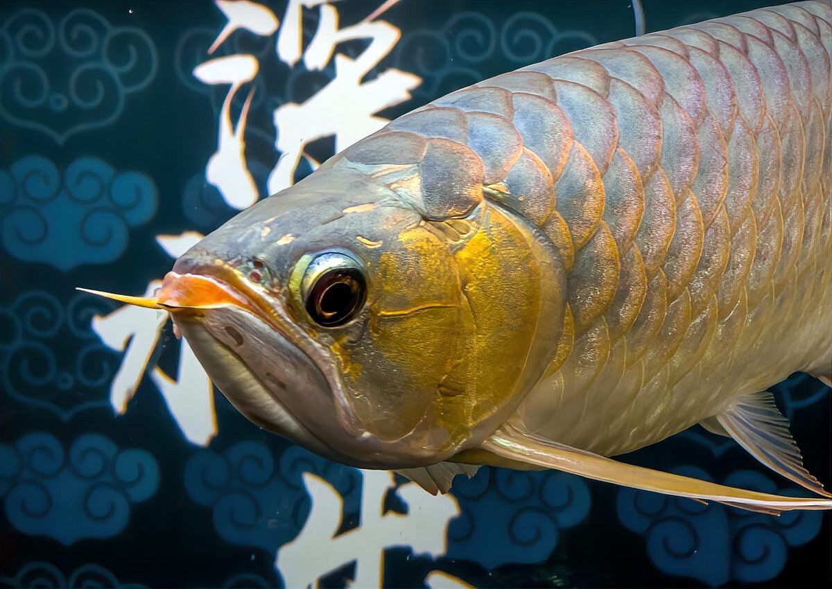 養龍魚一個月費用多少