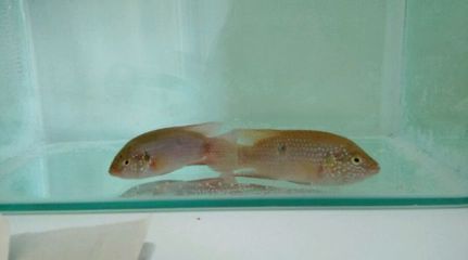 銀古魚苗飼料適口性測(cè)試方法：銀古魚苗的飼料適口性測(cè)試方法 銀古魚苗飼料適口性測(cè)試方法：銀古魚苗的飼料適口性測(cè)試方法 龍魚百科 第1張