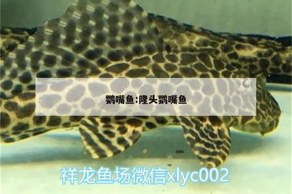 銀古魚苗飼料適口性測(cè)試方法：銀古魚苗的飼料適口性測(cè)試方法 銀古魚苗飼料適口性測(cè)試方法：銀古魚苗的飼料適口性測(cè)試方法 龍魚百科 第5張