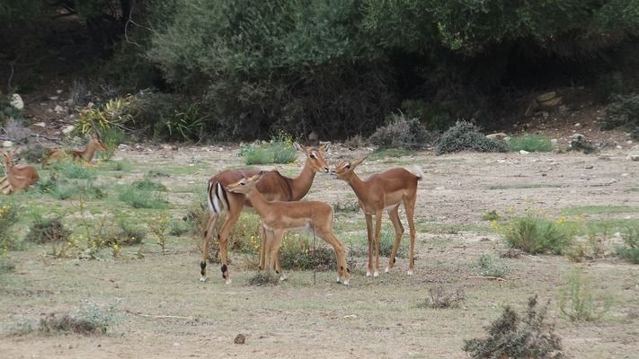 銀古魚苗飼料適口性測(cè)試方法：銀古魚苗的飼料適口性測(cè)試方法 銀古魚苗飼料適口性測(cè)試方法：銀古魚苗的飼料適口性測(cè)試方法 龍魚百科 第4張