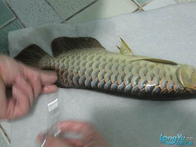 龍魚尾鰭開叉能長好嗎怎么治：龍魚尾鰭開叉怎么治