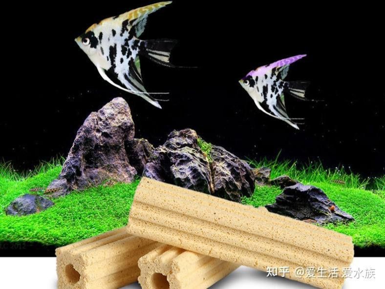 火龍魚可以清潔魚缸嗎
