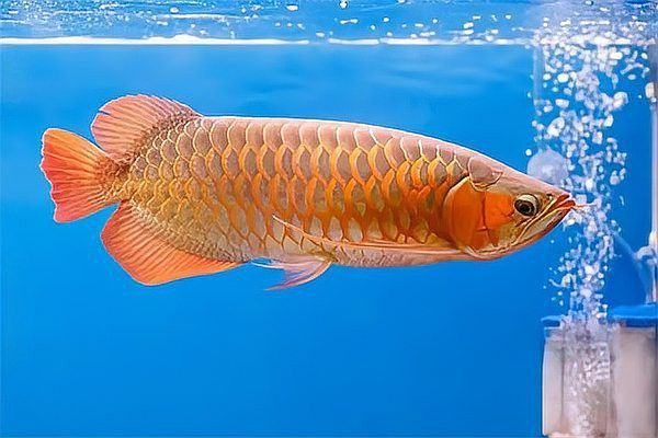 龍魚(yú)爛鰭手術(shù)風(fēng)險(xiǎn)大嗎？