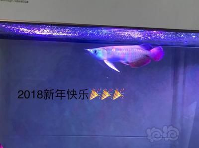 龍魚總是沖浪怎么辦：龍魚沖浪怎么辦