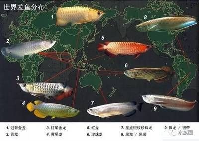 根據龍魚的分布區域可將龍魚分成哪幾類？：根據龍魚的分布區域龍魚的分布區域龍魚分布區域