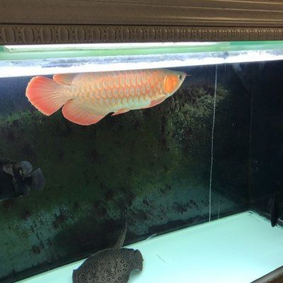 祥龍魚場批發(fā)網(wǎng)址大全（祥龍魚場官方網(wǎng)站）