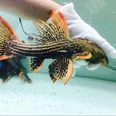 祥龍魚場批發(fā)網(wǎng)址大全（祥龍魚場官方網(wǎng)站）