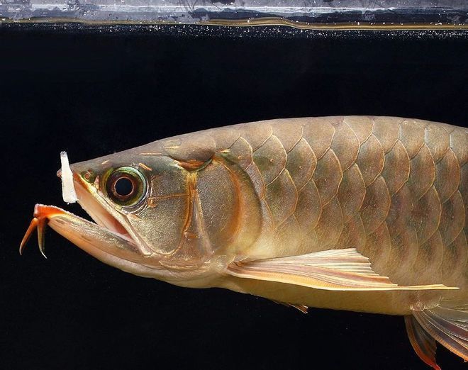 好奇發開箱銀龍魚（好奇發開箱銀龍魚的開箱實驗類視頻：50公分的銀龍魚強勢入缸）