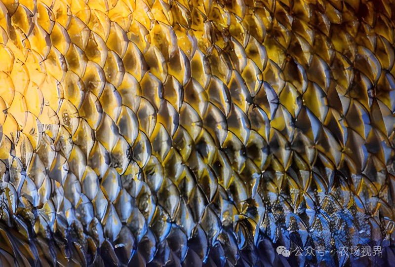 回收金龍魚可以做什么