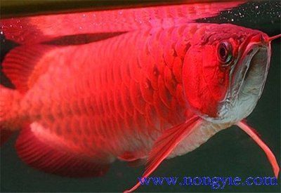紅龍魚什么價格好養一點（紅龍魚價格_紅龍魚圖片_紅龍魚怎么養）