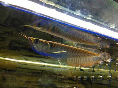 如何判斷白子銀龍魚苗飽腹：如何判斷白子銀龍魚苗是否飽腹 如何判斷白子銀龍魚苗飽腹：如何判斷白子銀龍魚苗是否飽腹 龍魚百科 第5張