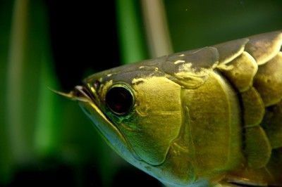 家養金龍魚能長多大的魚（家養金龍魚的最終體型受到多種因素影響因素影響因素）