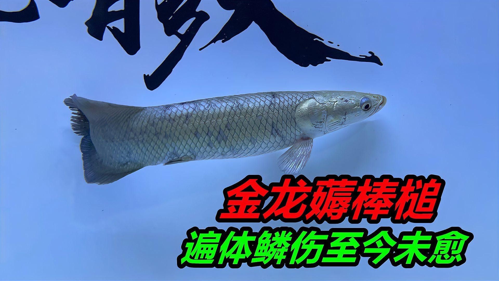 紅龍魚鱗片發黑會影響健康嗎？