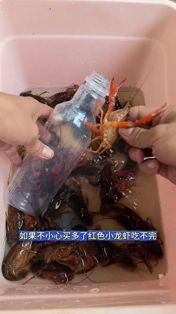 如何保存新鮮紅龍蝦 如何保存新鮮紅龍蝦 龍魚百科 第3張