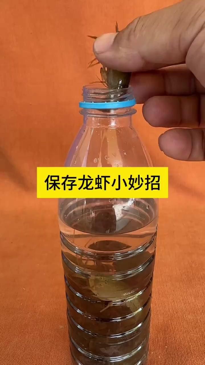 如何保存新鮮紅龍蝦 如何保存新鮮紅龍蝦 龍魚百科 第6張