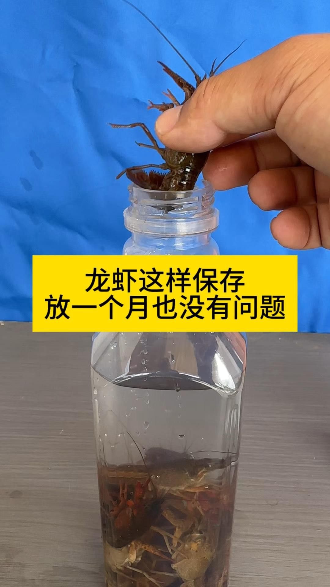 如何保存新鮮紅龍蝦 如何保存新鮮紅龍蝦 龍魚百科 第7張