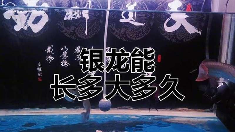 銀龍魚苗一個月能長多大啊視頻