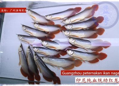 龍魚哪個漁場的最好養(yǎng)活呢，印尼龍魚養(yǎng)殖環(huán)境特點