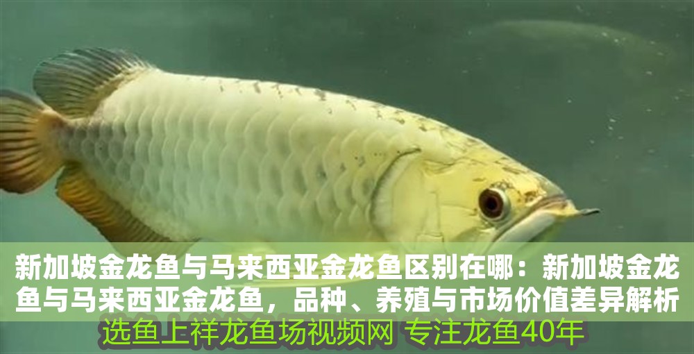 新加坡金龍魚與馬來西亞金龍魚區(qū)別在哪：新加坡金龍魚與馬來西亞金龍魚，品種、養(yǎng)殖與市場價值差異解析