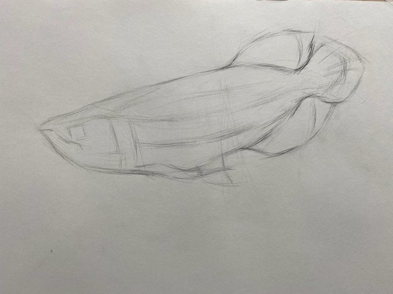 銀龍魚圖片大全素描圖高清