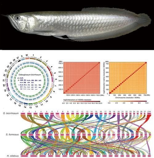 銀龍魚圖片大全素描圖高清