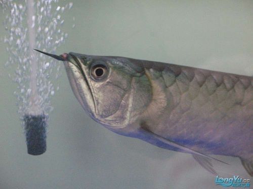 銀龍魚圖片大全素描圖高清