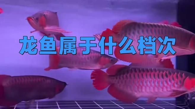 龍魚三個品牌檔次