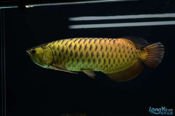 金龍魚品種價格對比 龍魚百科 第2張 金龍魚品種價格對比 金龍魚品種價格對比 龍魚百科 第2張