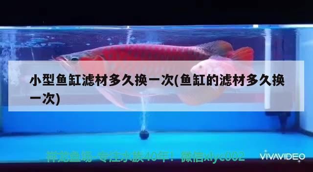 金龍魚混養視頻教程：金龍魚混養好還是單養好