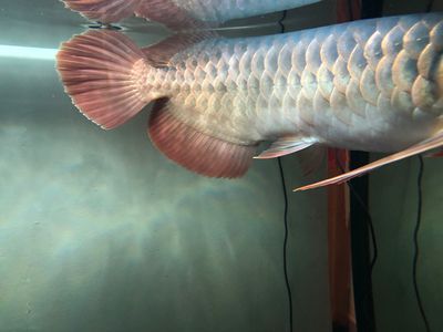 龍魚立鱗不動(dòng)了，為什么立鱗不動(dòng)了：為什么龍魚立鱗不動(dòng)了
