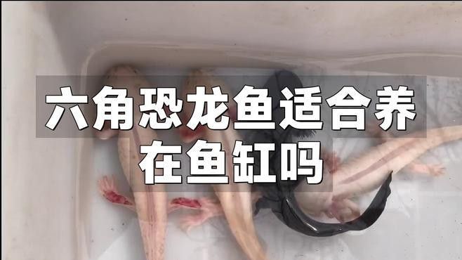 六角龍魚混養(yǎng)需要多大的魚缸？
