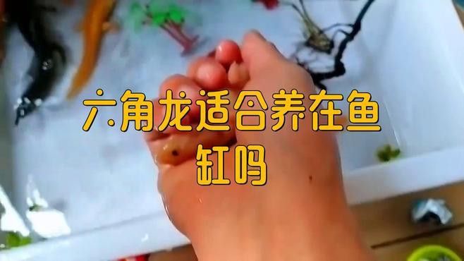 六角龍魚混養(yǎng)需要多大的魚缸？