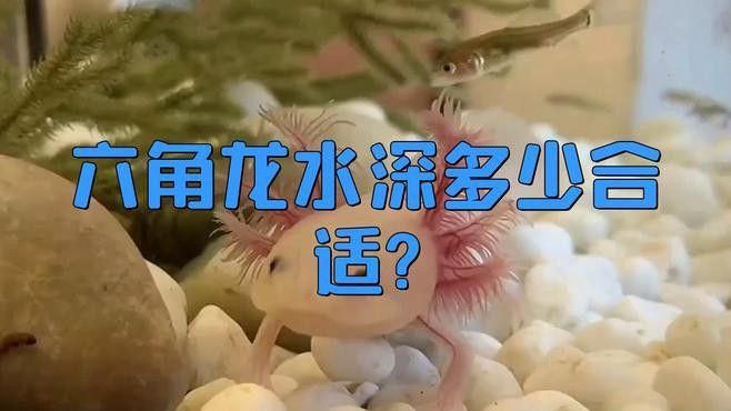 六角龍魚混養(yǎng)需要多大的魚缸？